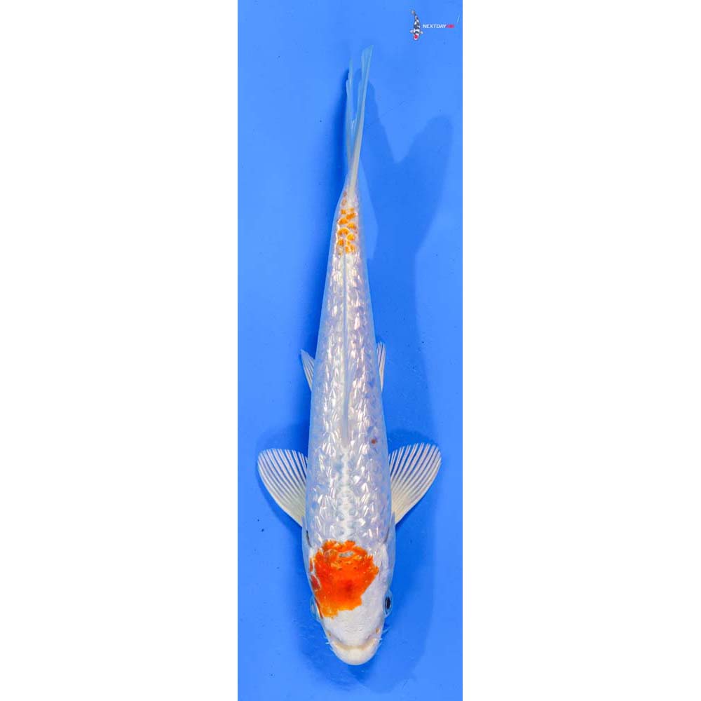 7” Imported Gin Rin Hariwake