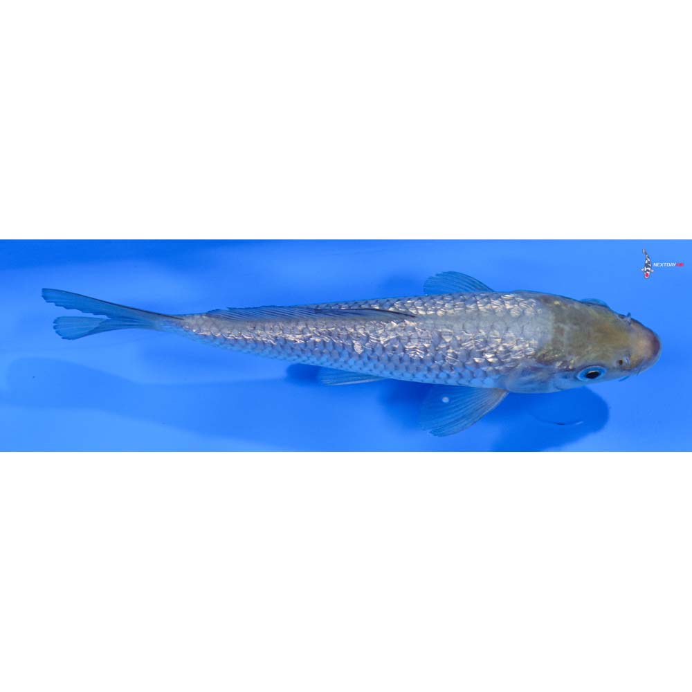 6.5” Imported Gin Rin Soragoi