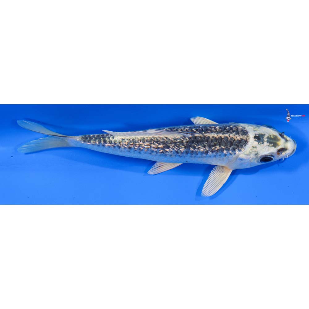 6.5” Imported Gin Rin Gin Matsuba