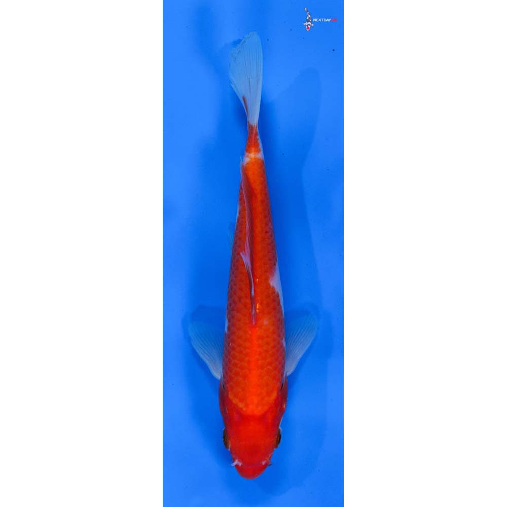 6.5” Imported Kohaku