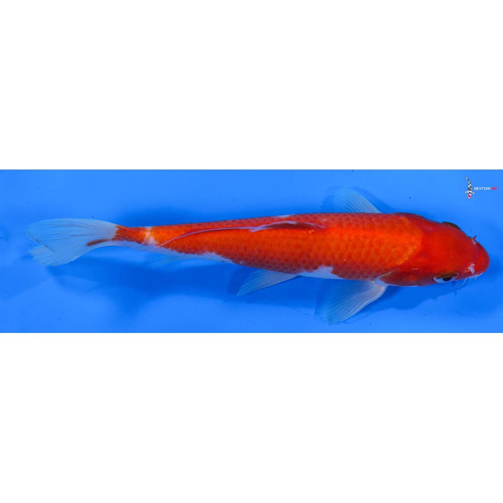6.5” Imported Kohaku