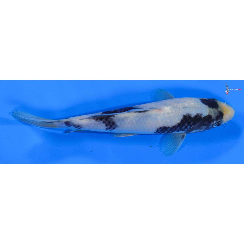 6.5” Imported Shiro Utsuri