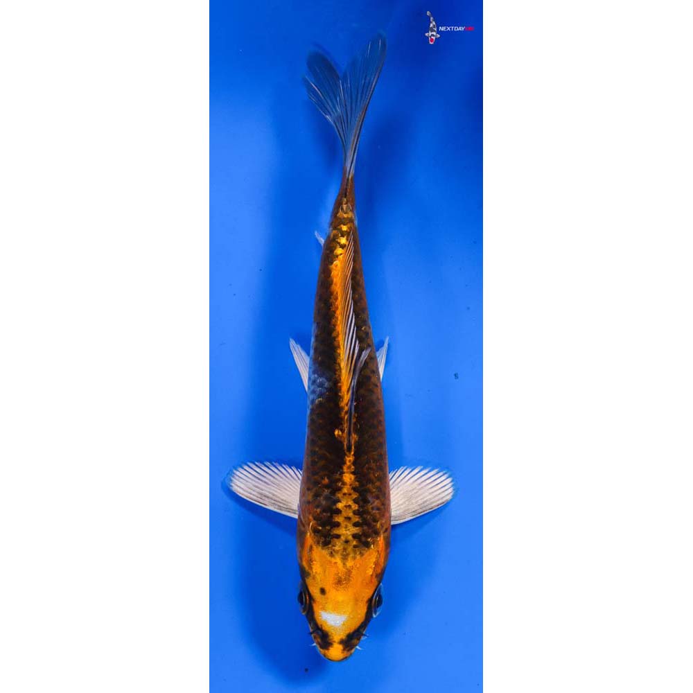6” Imported Kujaku