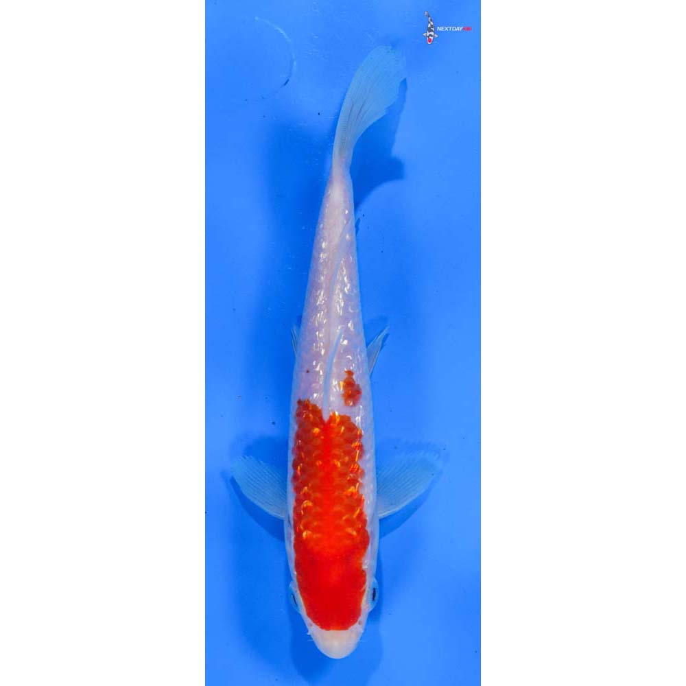 6” Imported Gin Rin Kohaku
