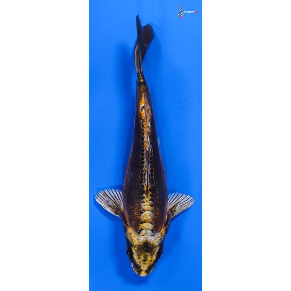 6” Imported Kin Kikokuryu