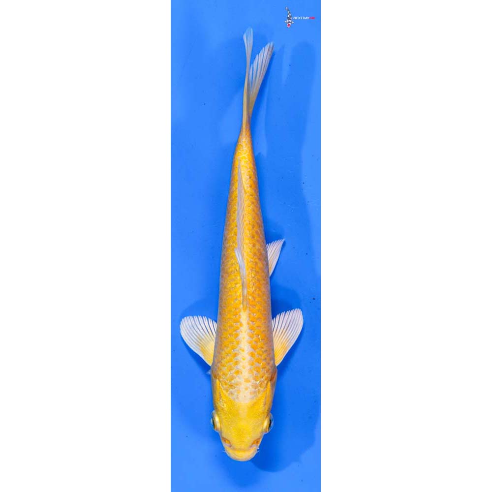 7” Imported Yamabuki Ogon