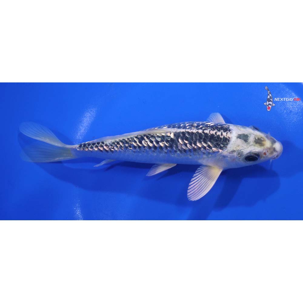 6.5” Imported Gin Rin Gin Matsuba
