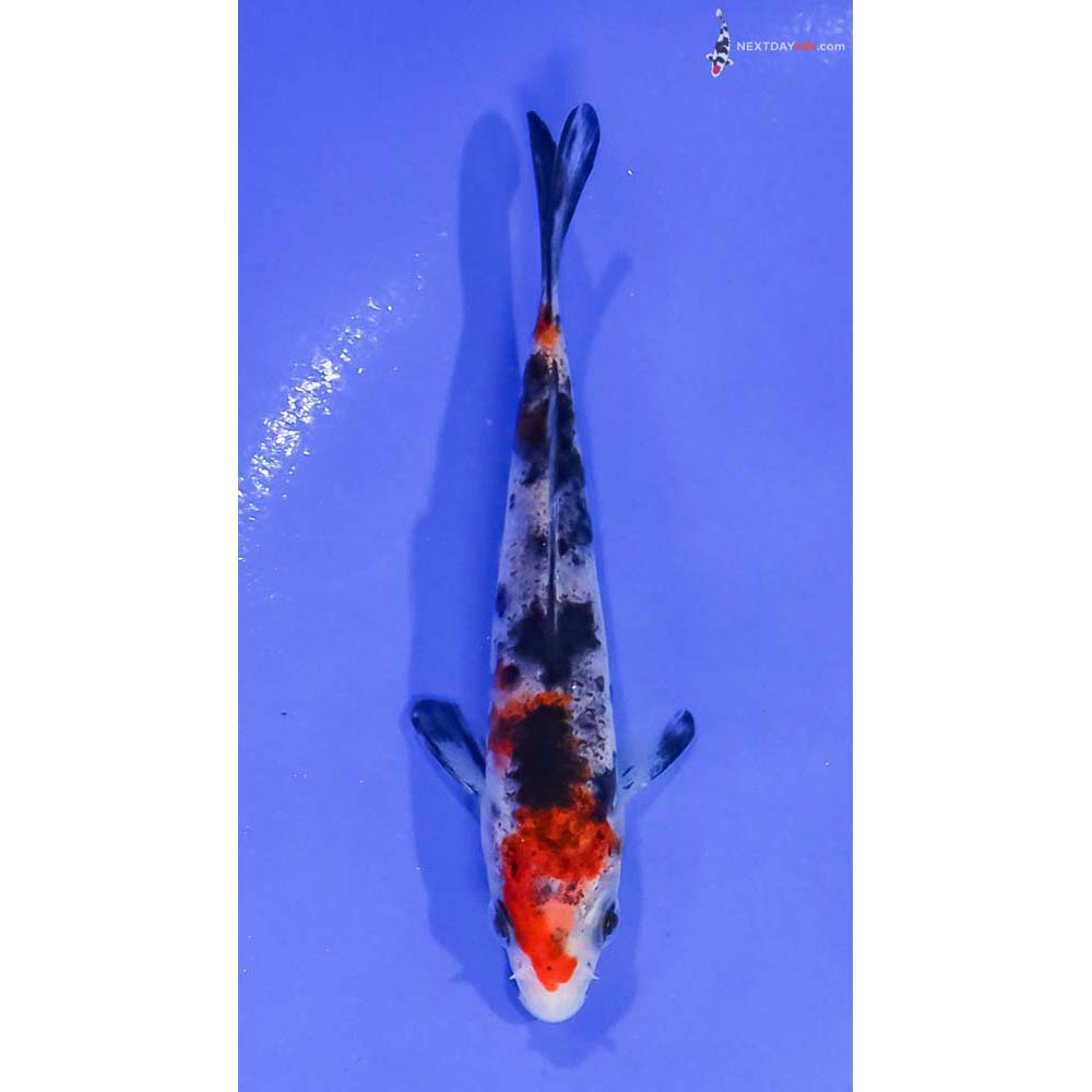 4” Imported Sanke