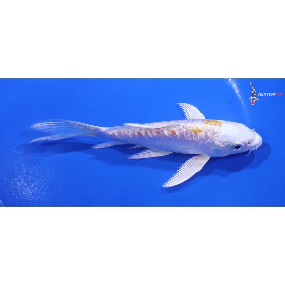 5” Imported Gin Rin Doitsu Lemon Hariwake Butterfly Koi