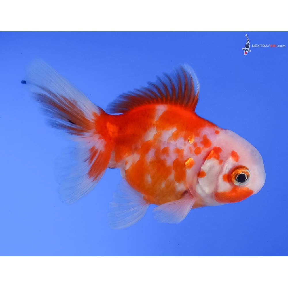 3.5” Imported Red and White Oranda