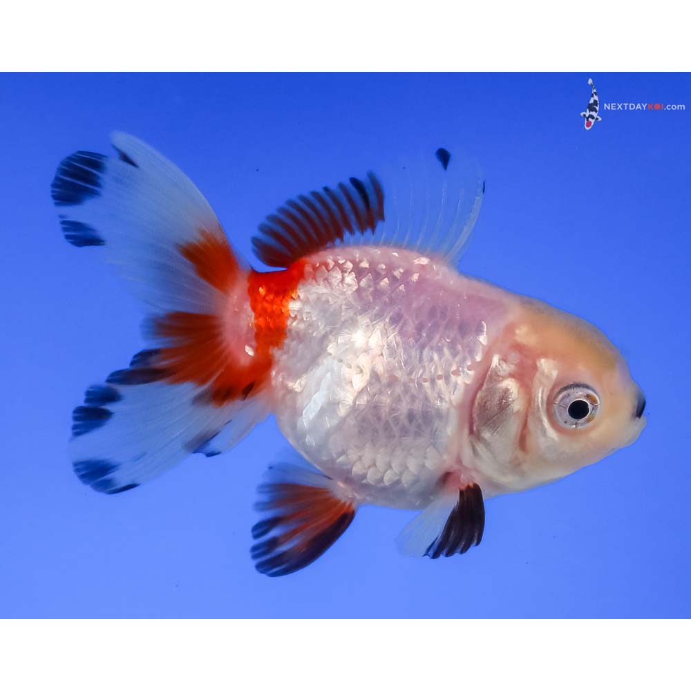 3” Imported Tri Color Oranda