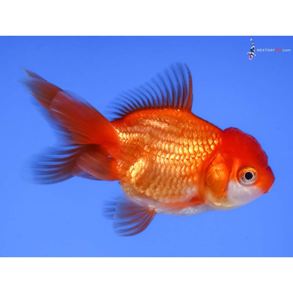 3” Imported Red and White Oranda