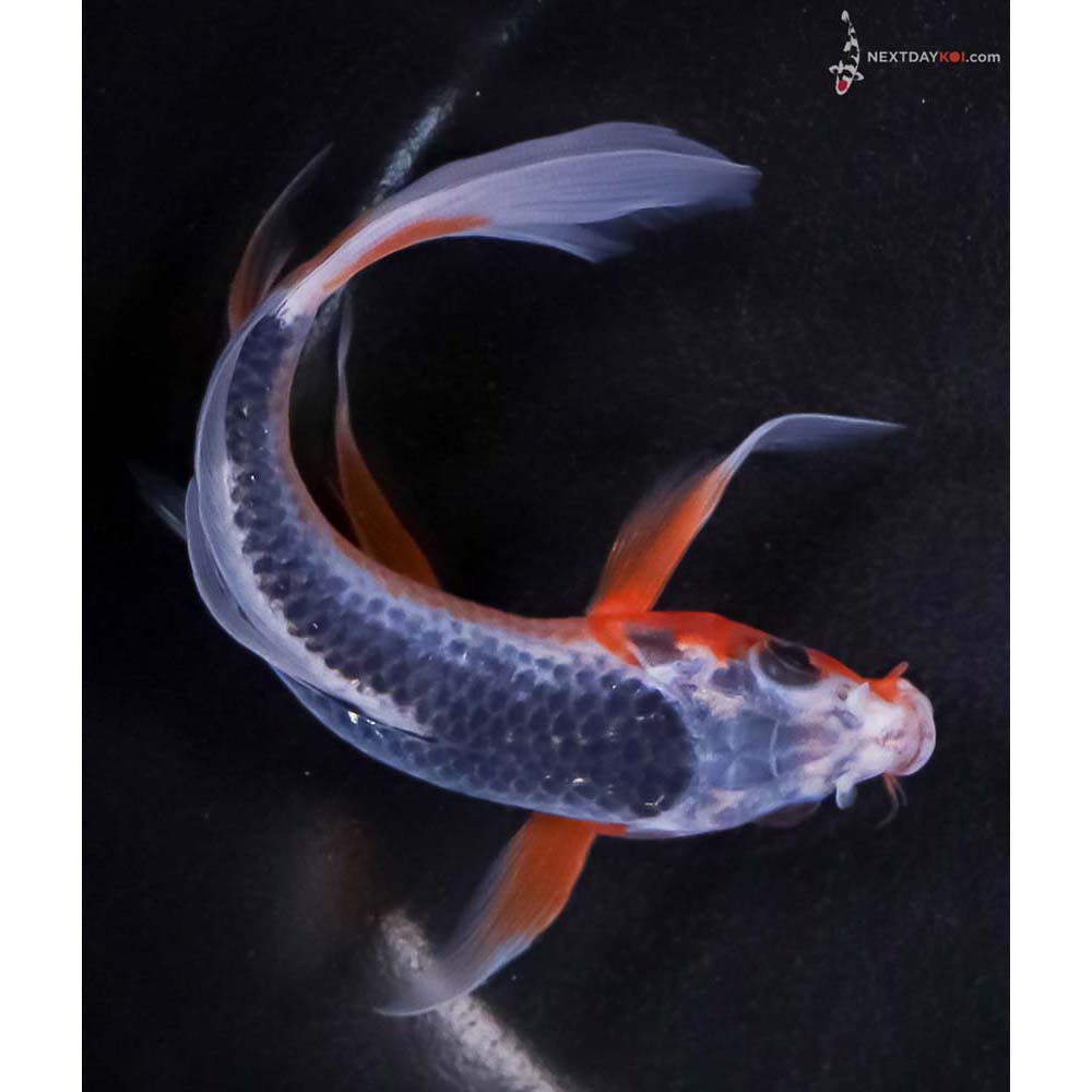 6” Imported Asagi Butterfly Koi