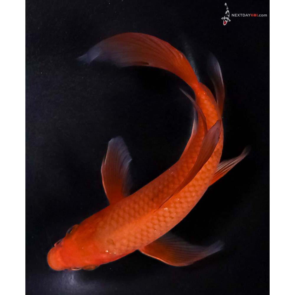 6.5” Imported Chagoi Butterfly Koi