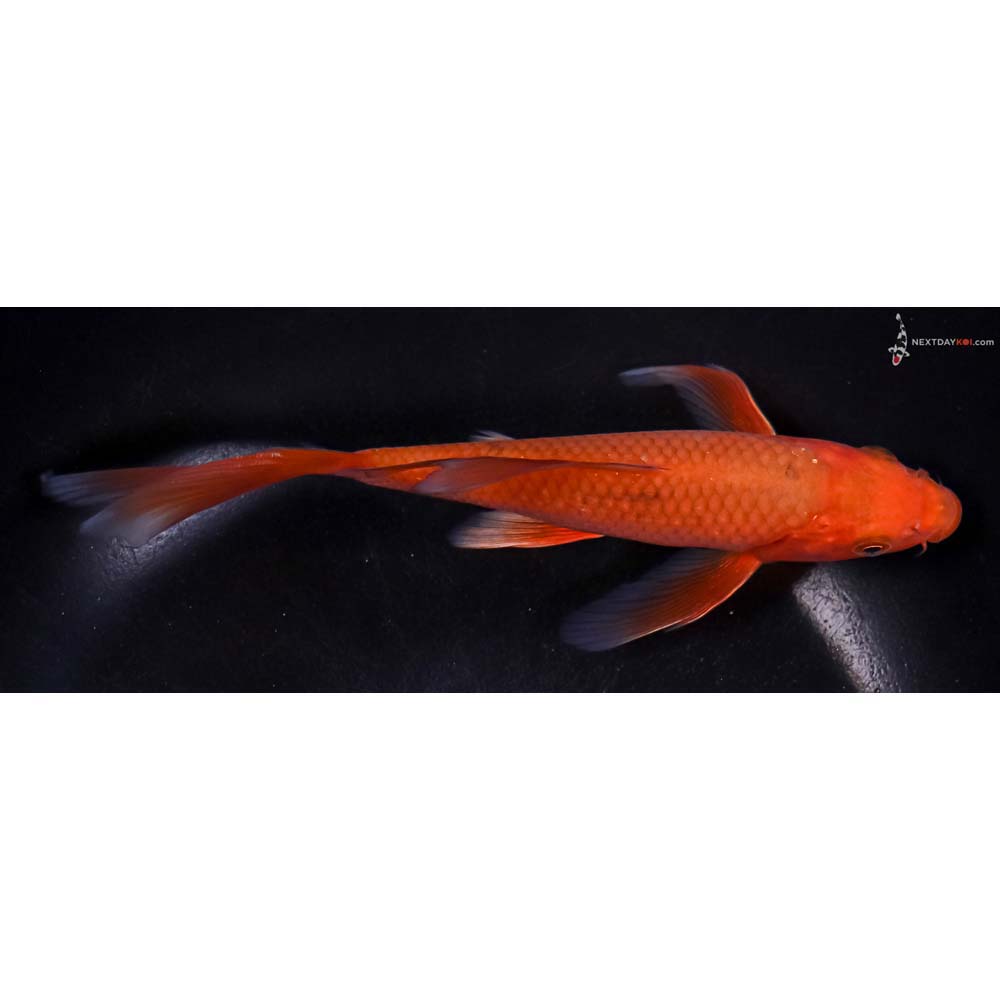6.5” Imported Chagoi Butterfly Koi
