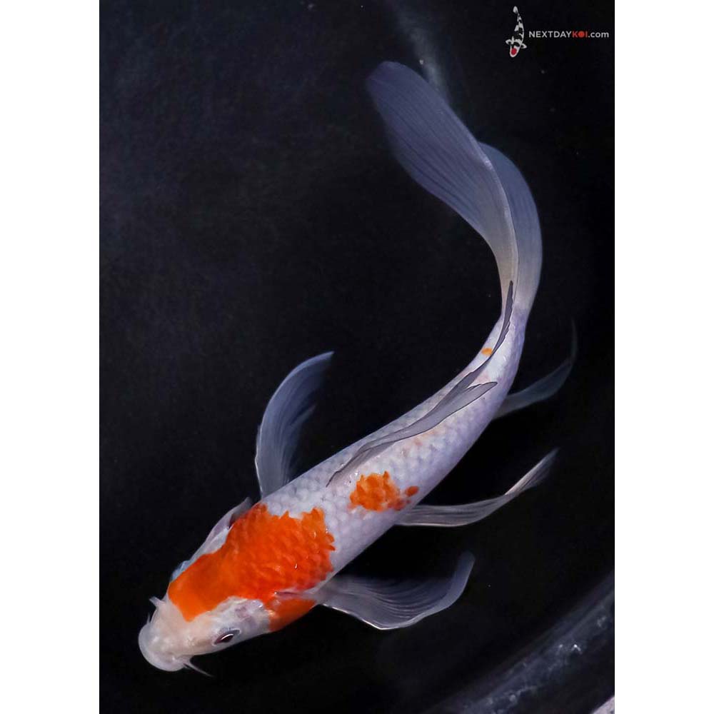 6.5” Imported Ochiba Shigure Butterfly Koi