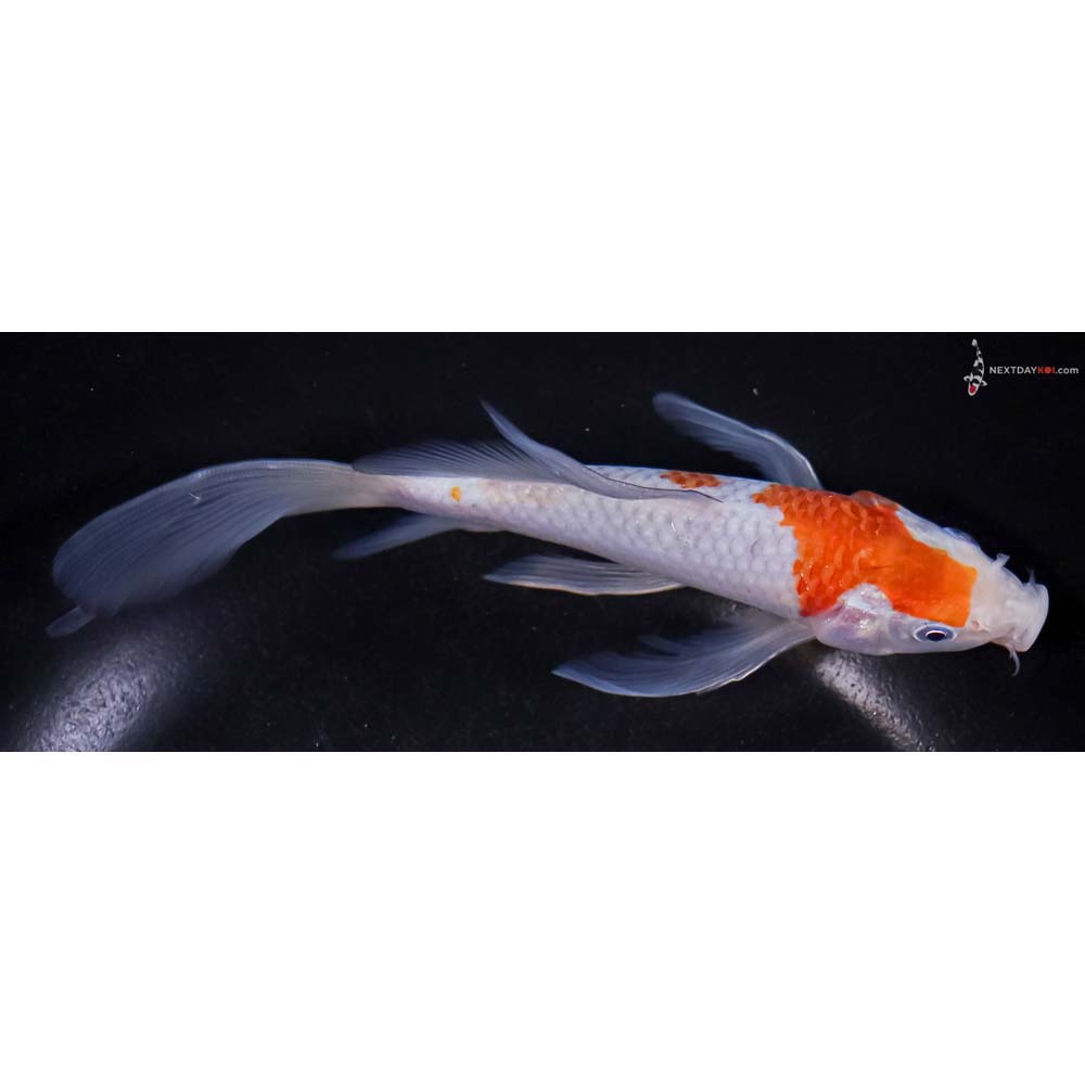 6.5” Imported Ochiba Shigure Butterfly Koi