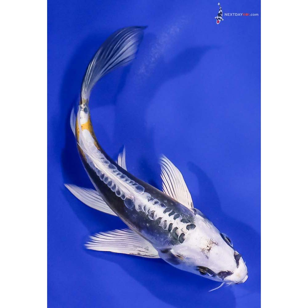 6.5” Imported Kin Kikokuryu Butterfly Koi