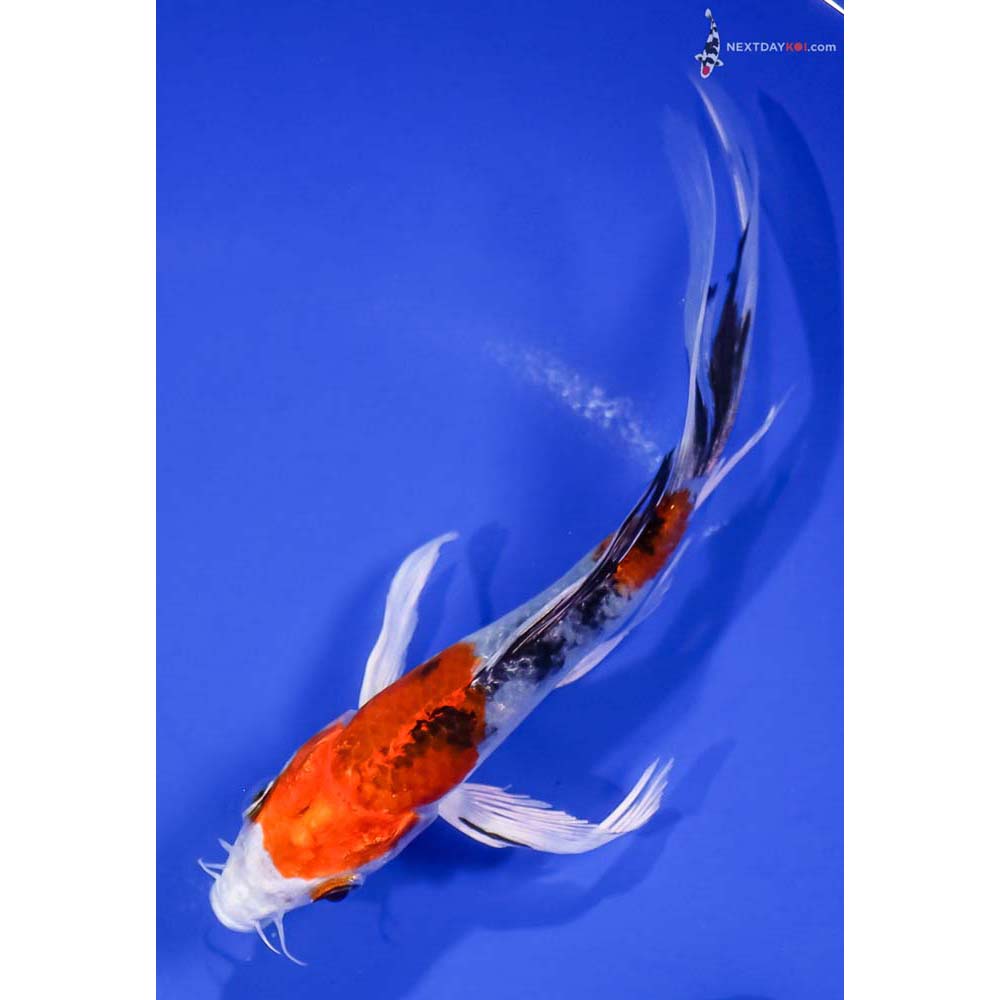 6” Imported Yamato Nishiki Butterfly Koi