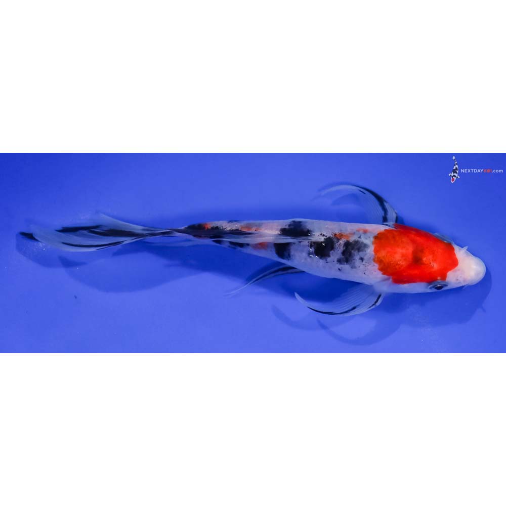 6.5” Imported Sanke Butterfly Koi
