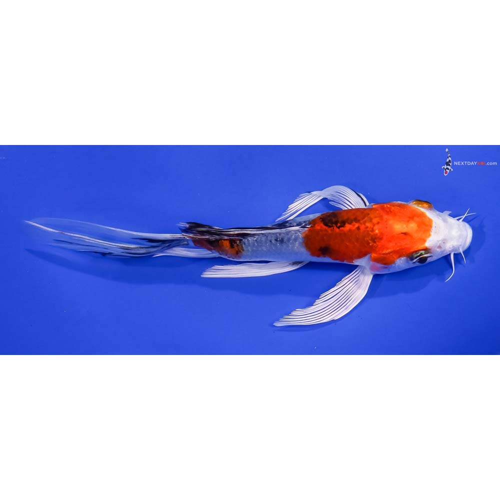 6” Imported Yamato Nishiki Butterfly Koi