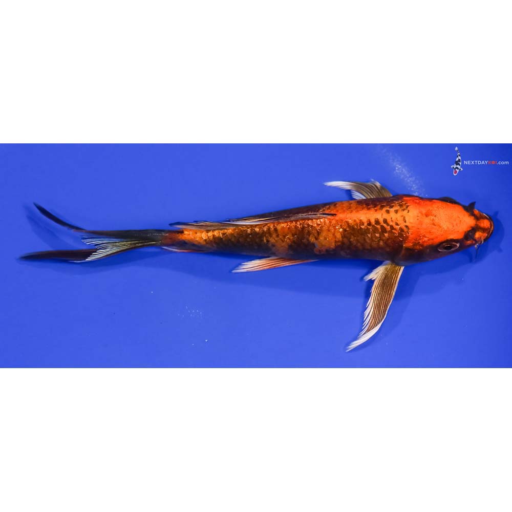 6.5” Imported Kin Hi Utsuri Butterfly Koi