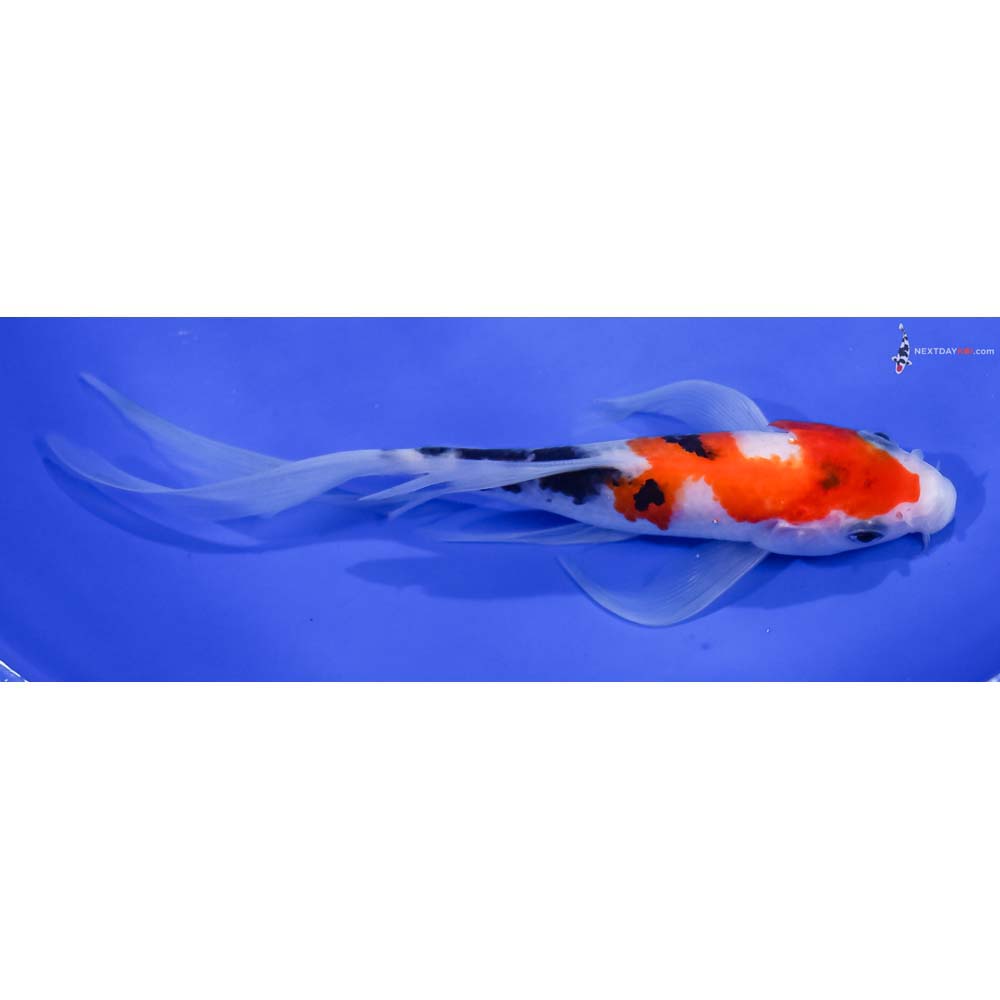 6.5” Imported Sanke Butterfly Koi