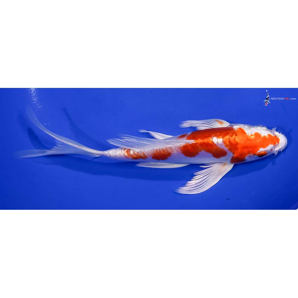 7” Imported Kikusui Butterfly Koi