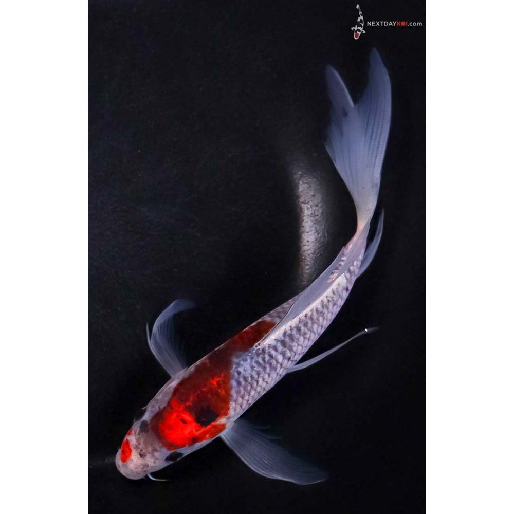 7” Imported Goshiki Butterfly Koi