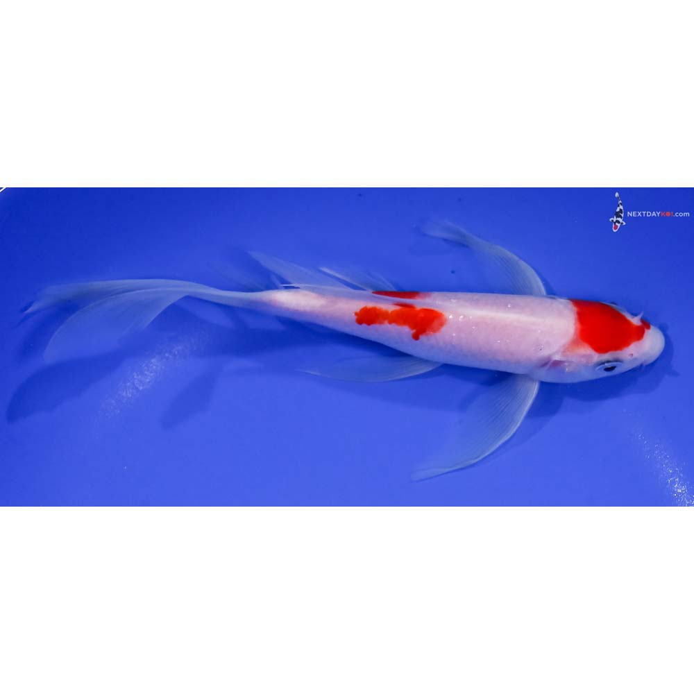 7.5” Imported Kohaku Butterfly Koi