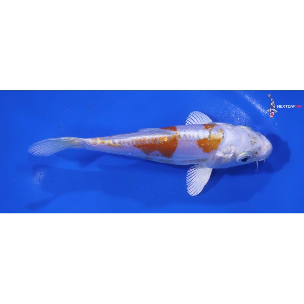 6” Imported Kikusui