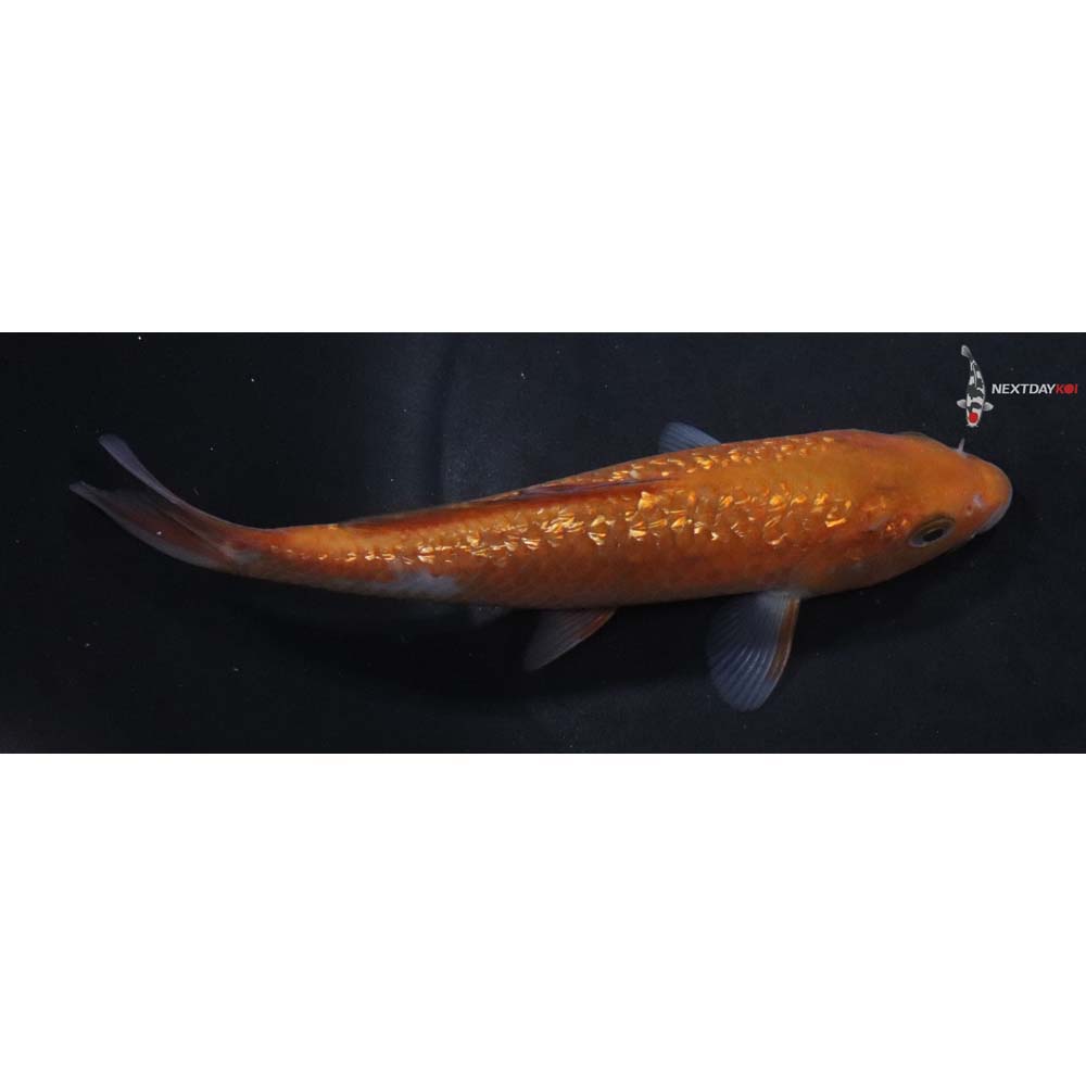 6” Imported Gin Rin Ochiba Shigure