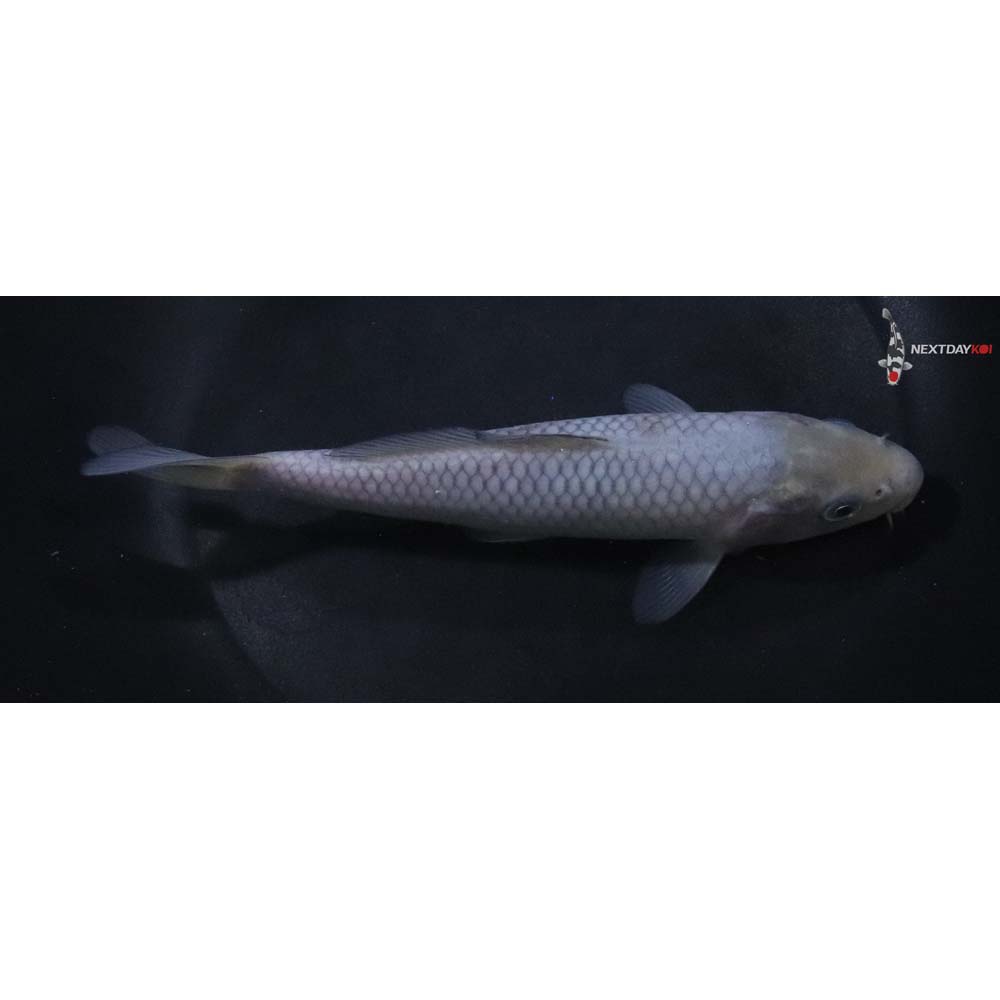 6.5” Imported Soragoi