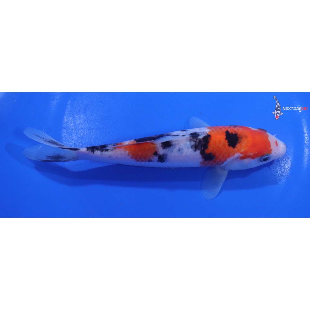 6” Imported Sanke