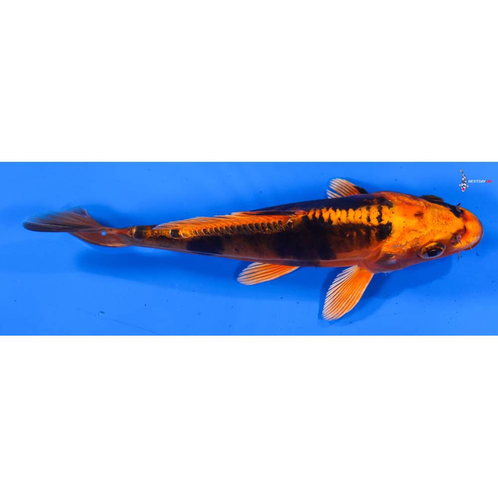 6.5” Imported Kin Kikokuryu