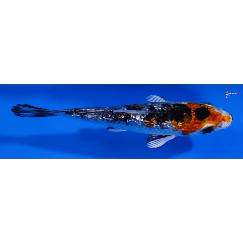 3.5” Imported Gin Rin Yamato Nishiki