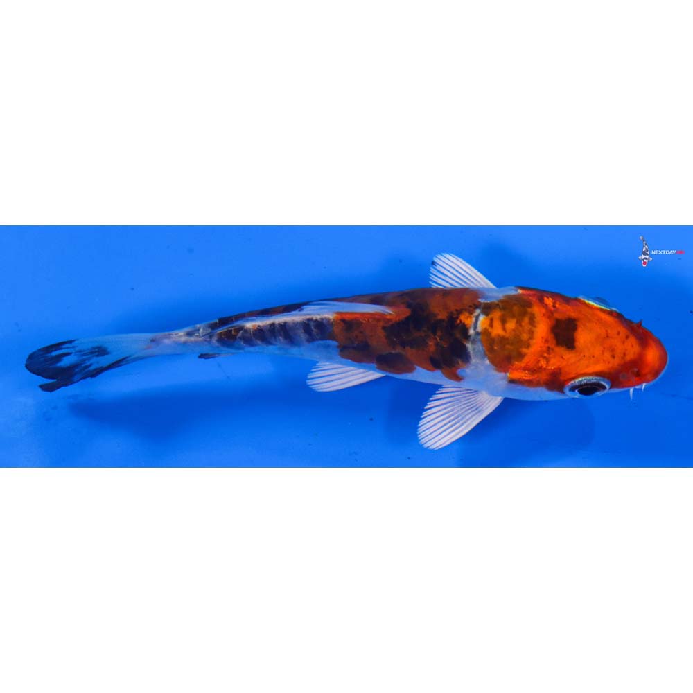 4” Imported Heisei Nishiki