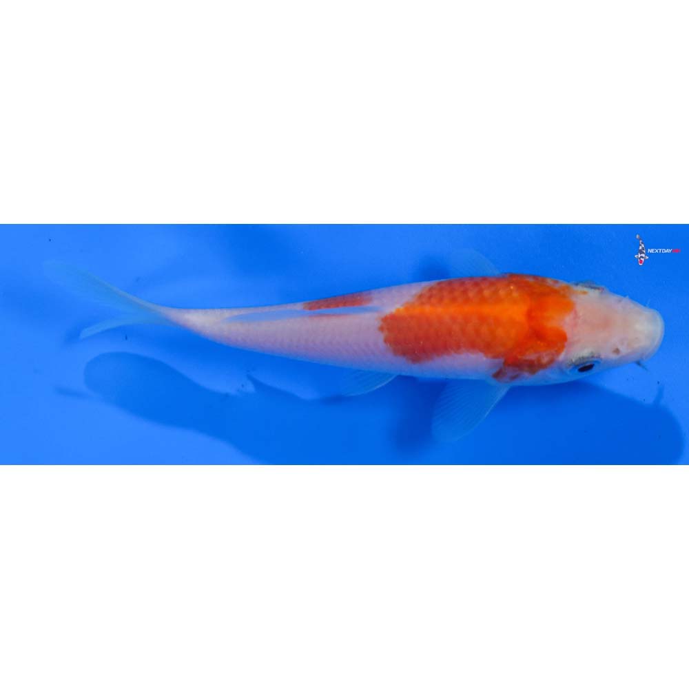 4.5” Imported Kohaku