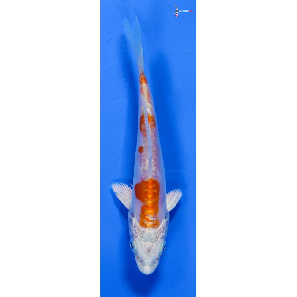 4” Imported Kikusui