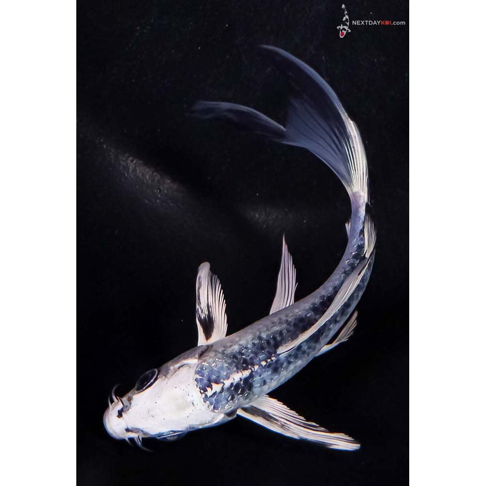 5” Imported Blue Gin Shiro Bekko Butterfly Koi