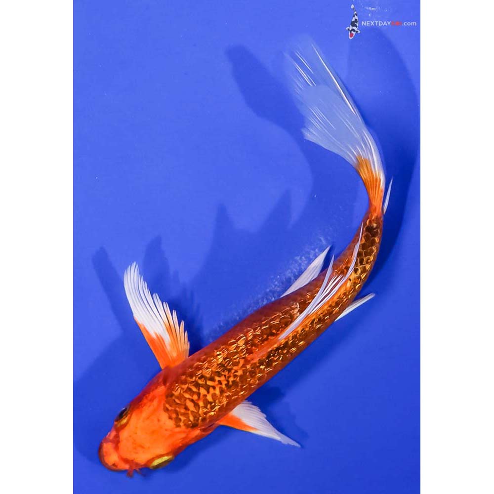 6” Imported Gin Rin Orenji Matsuba Butterfly Koi