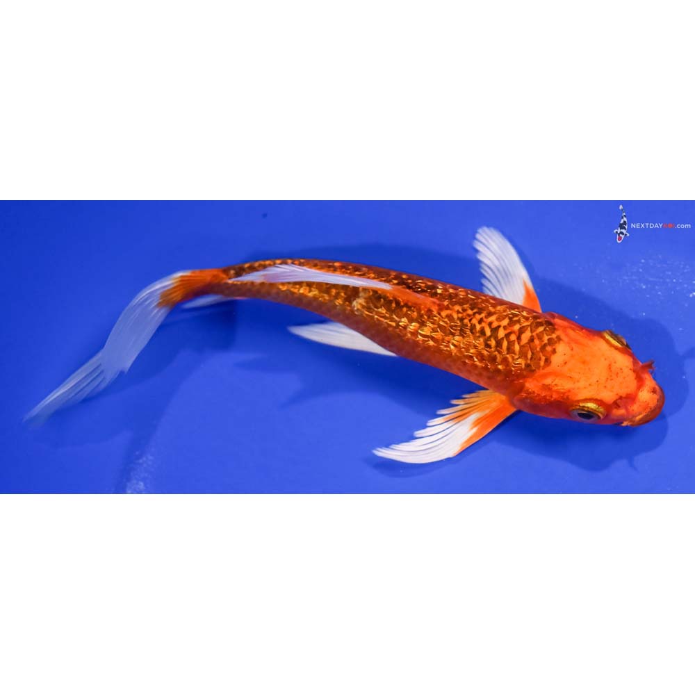 6” Imported Gin Rin Orenji Matsuba Butterfly Koi