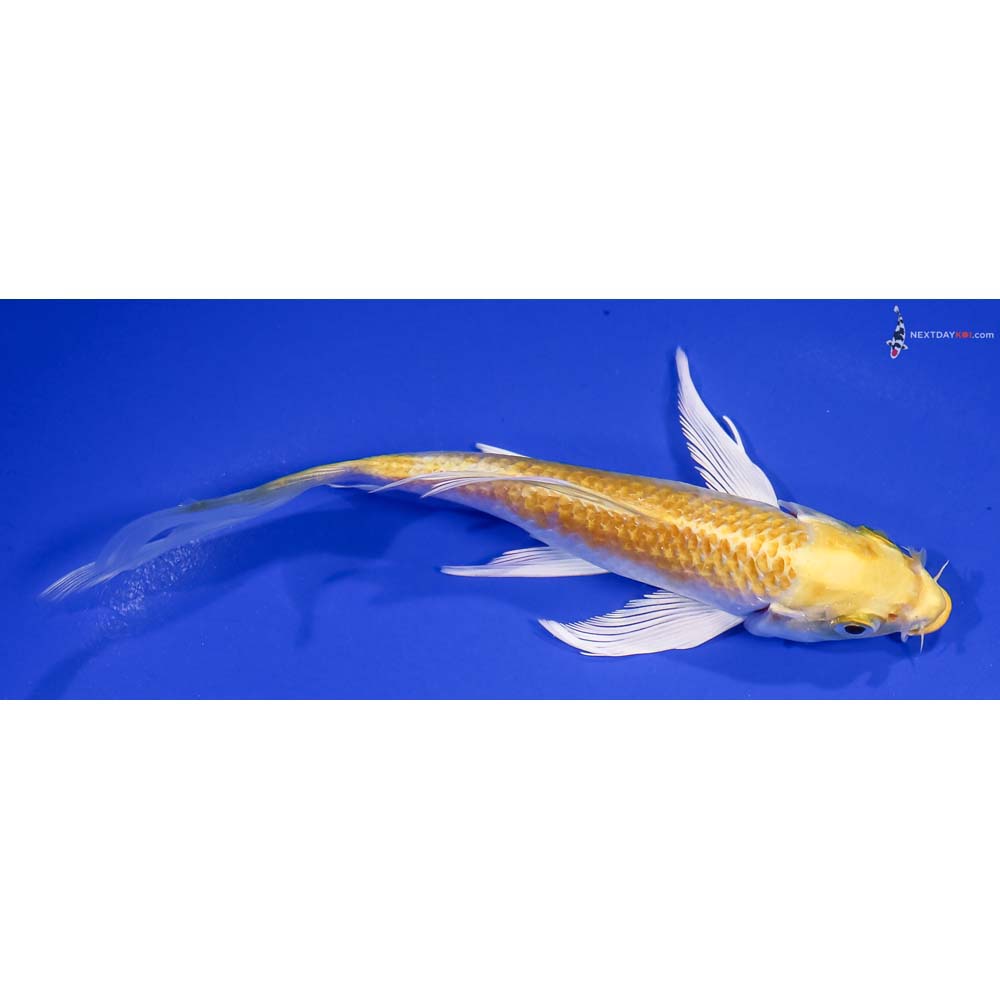 6” Imported Lemon Hariwake Butterfly Koi