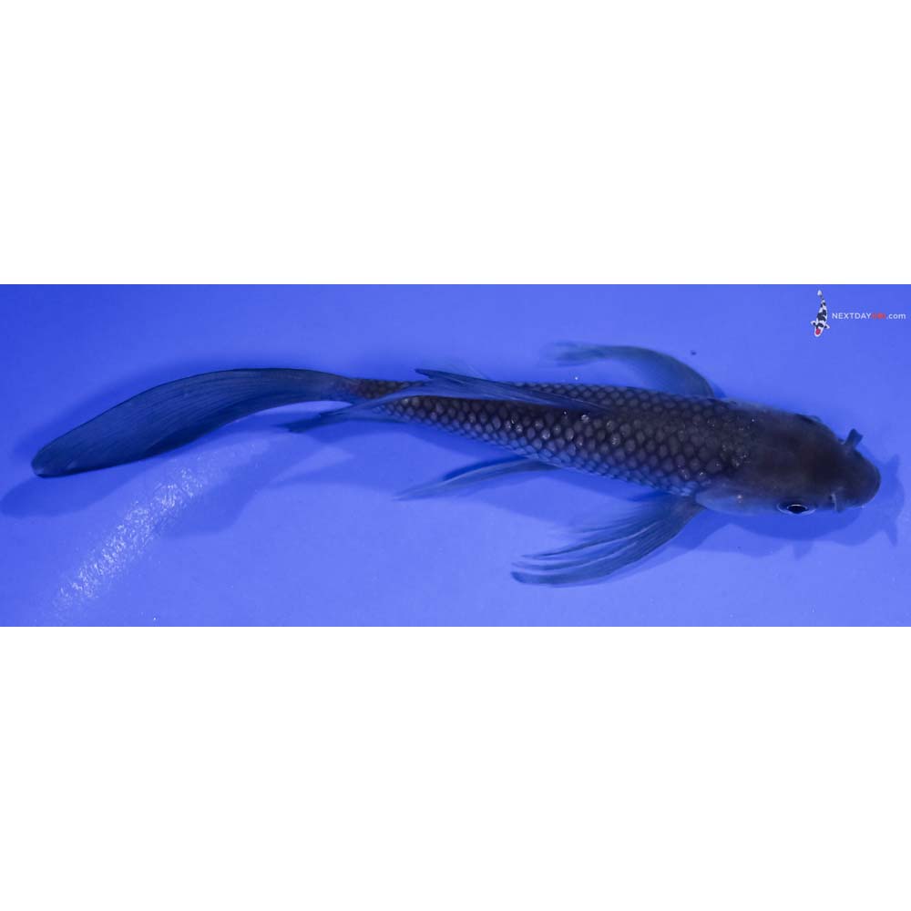 6” Imported Soragoi Butterfly Koi