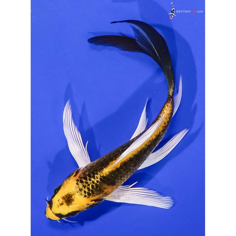 5.5” Imported Ki Matsuba Butterfly Koi