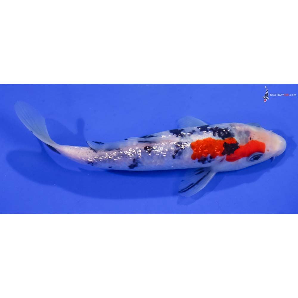 6” Imported Gin Rin Sanke
