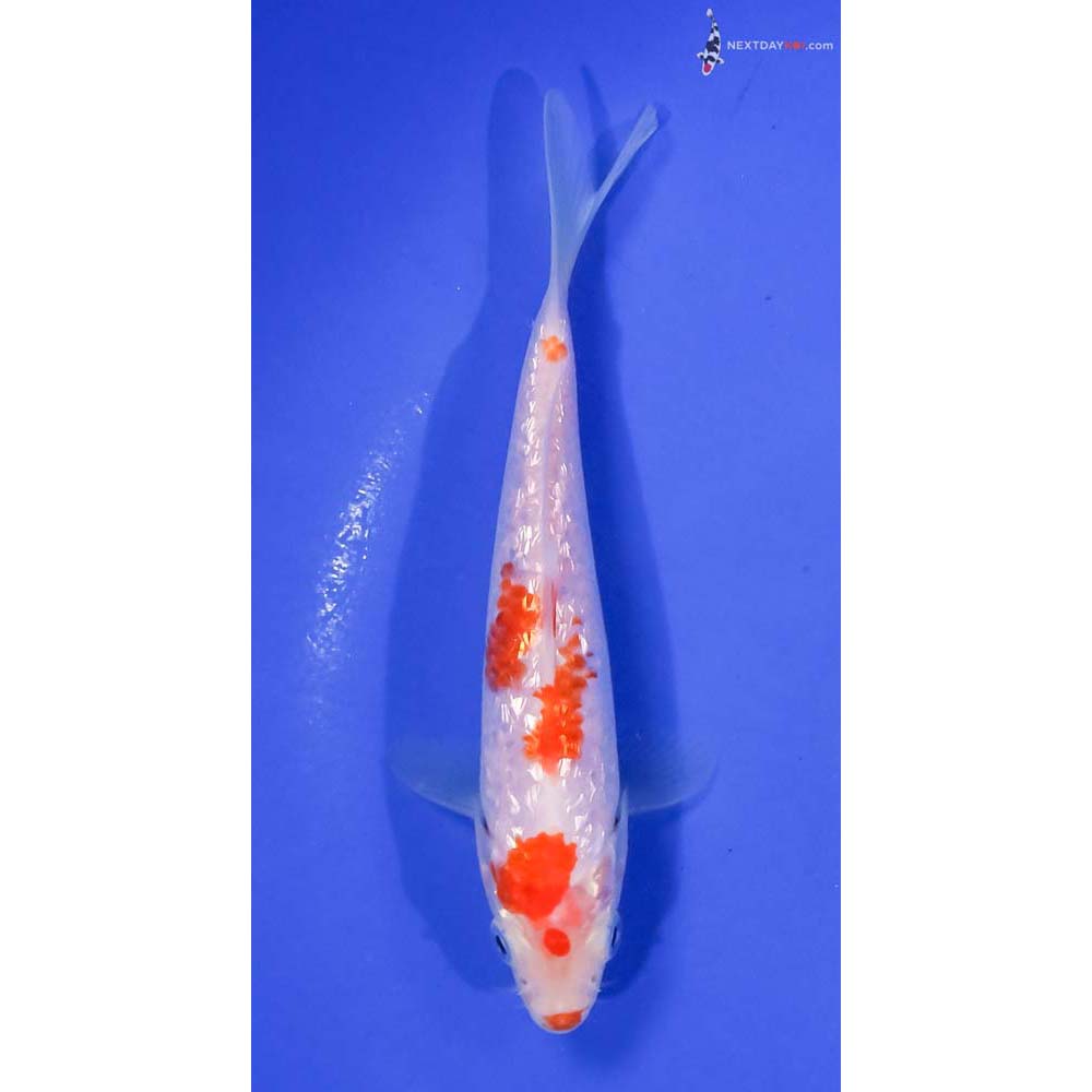 5.5” Imported Gin Rin Kohaku