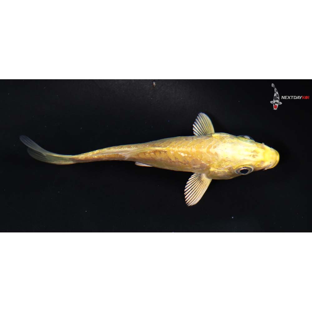 4” Imported Doitsu Yamabuki Ogon