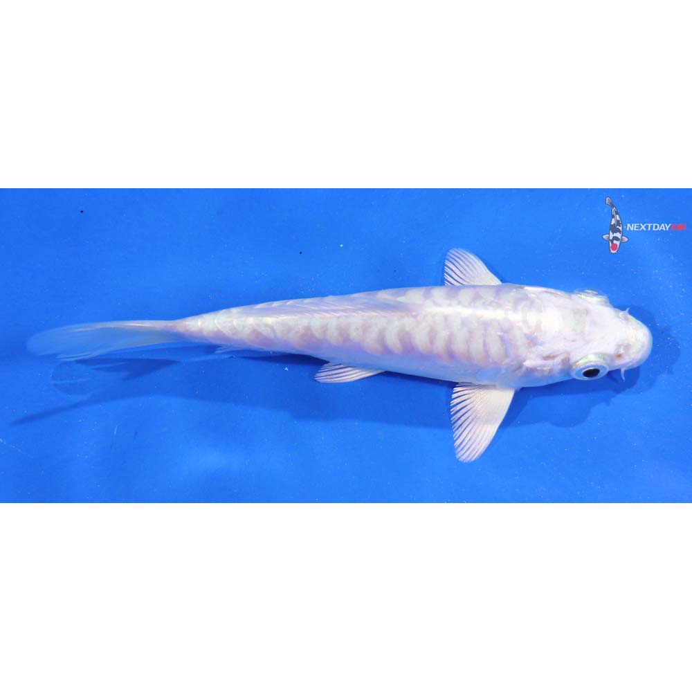 4.5” Imported Doitsu Platinum Ogon