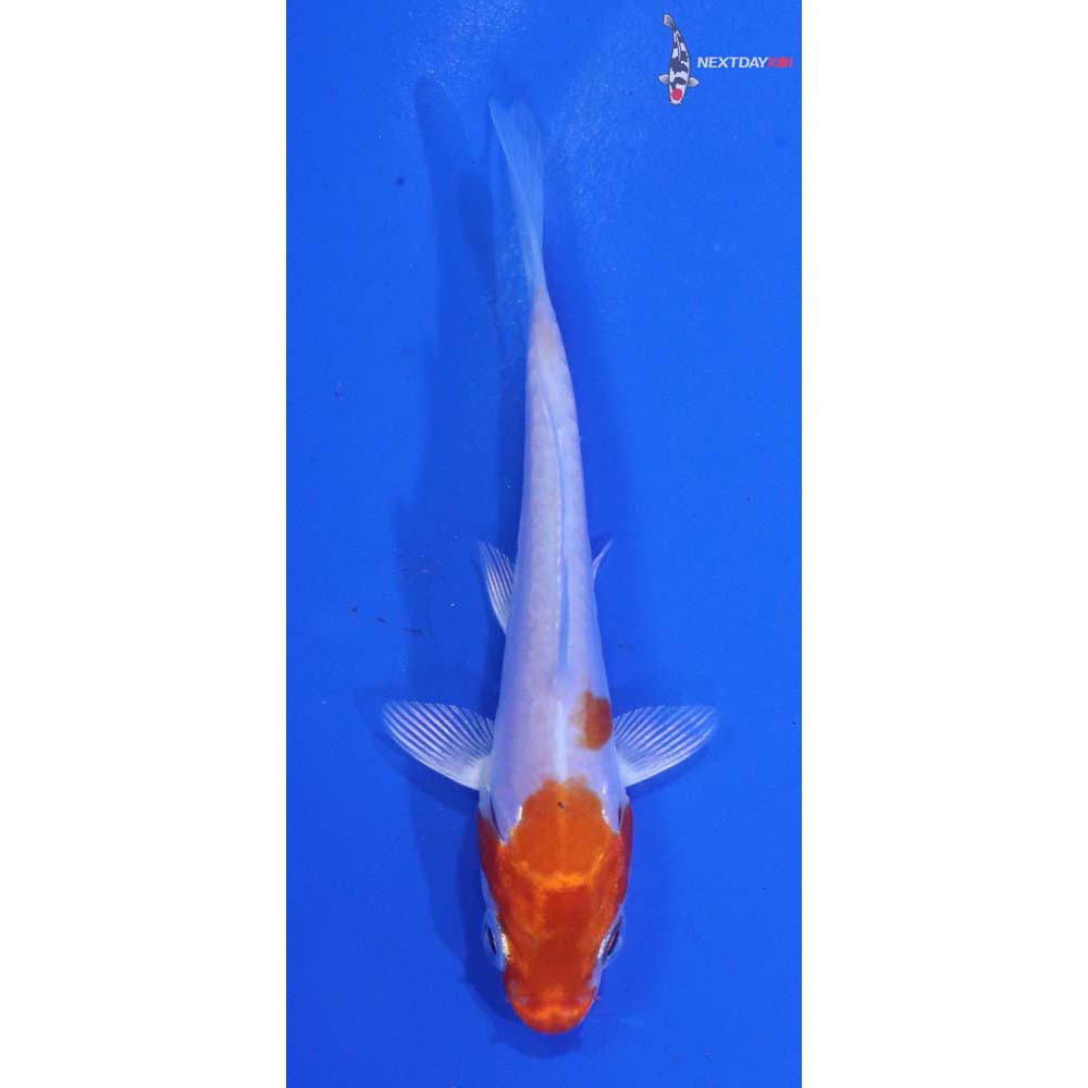 3” Imported Kikusui
